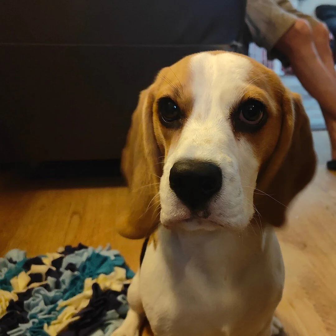 Who loves a beagle!? I do! Who can resist that face? 

However cute they are, these guys can be hard work as they just want to be on the go all the time!  And Penny here is no exception. She gets into everything and tries to eat everything, food item