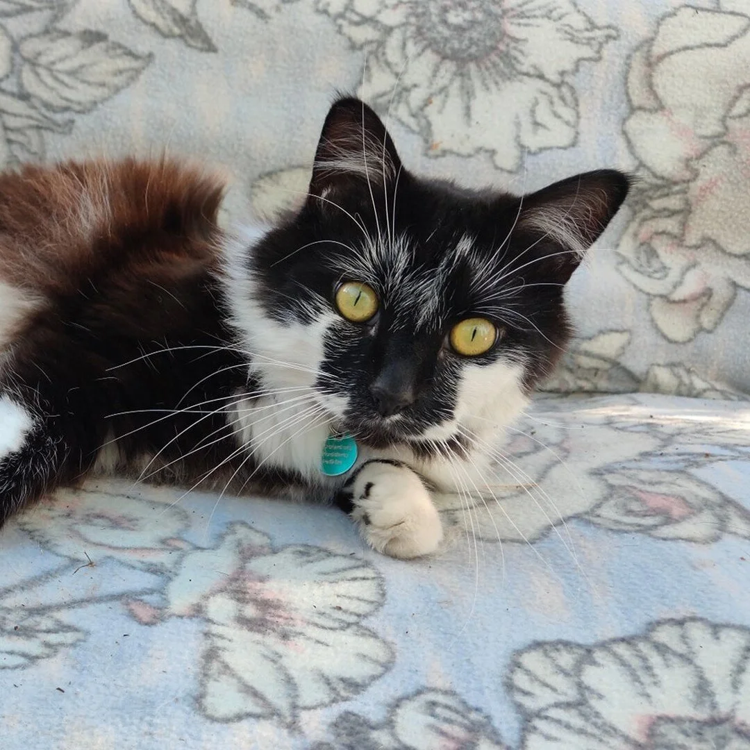 Who here lives in a multi-household? 

It can be tricky introducing cats and even tricker getting them to live peacefully!

How did you introduce your cats together? Are they lovers or foes? 

 #cattraining #catlife #catlover #cats #catsofinstagram #