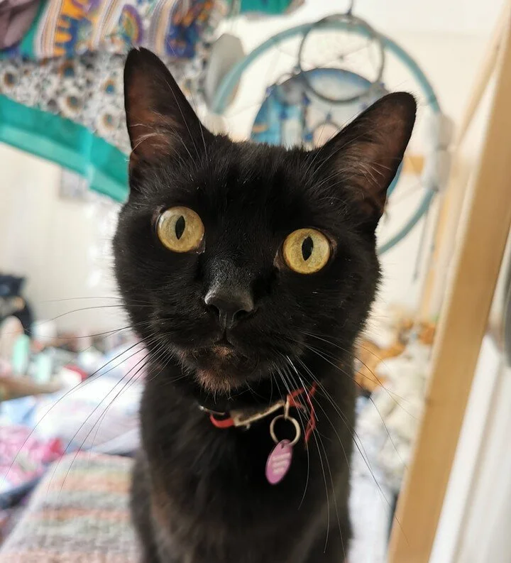 Bit of a belated post but, happy international black cat day! 

August 17th is international black cat day to celebrate a fur colour that often gets overlooked. Black cats have a hard time, and are more likely to stay in rescues and shelters for long