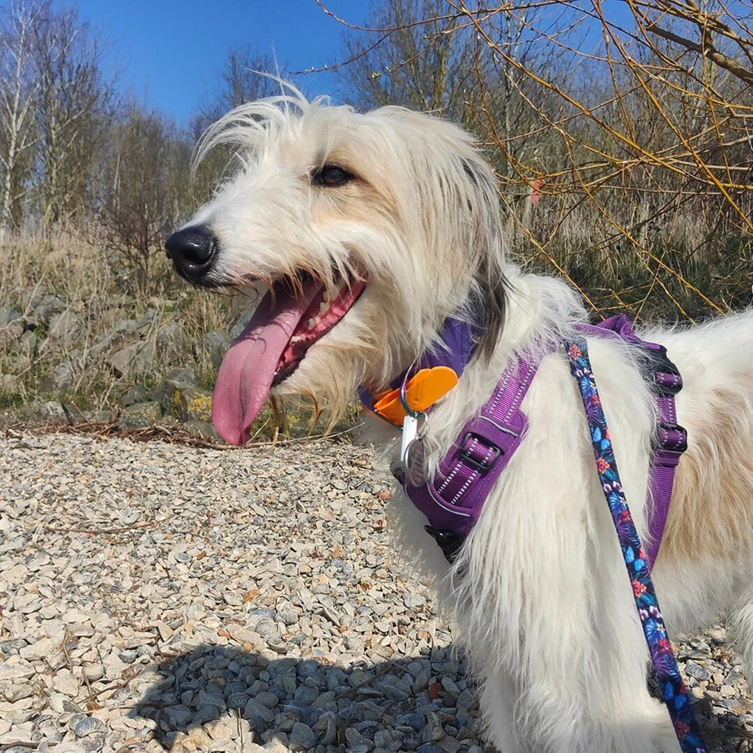 My poor girl is having a tough time right now. Polly has ruptured her cruciate again and has to undergo another op to see if we can repair it 😔  she's had two ops in the past and hopefully this will be her last. 

This has really made me aware of wh