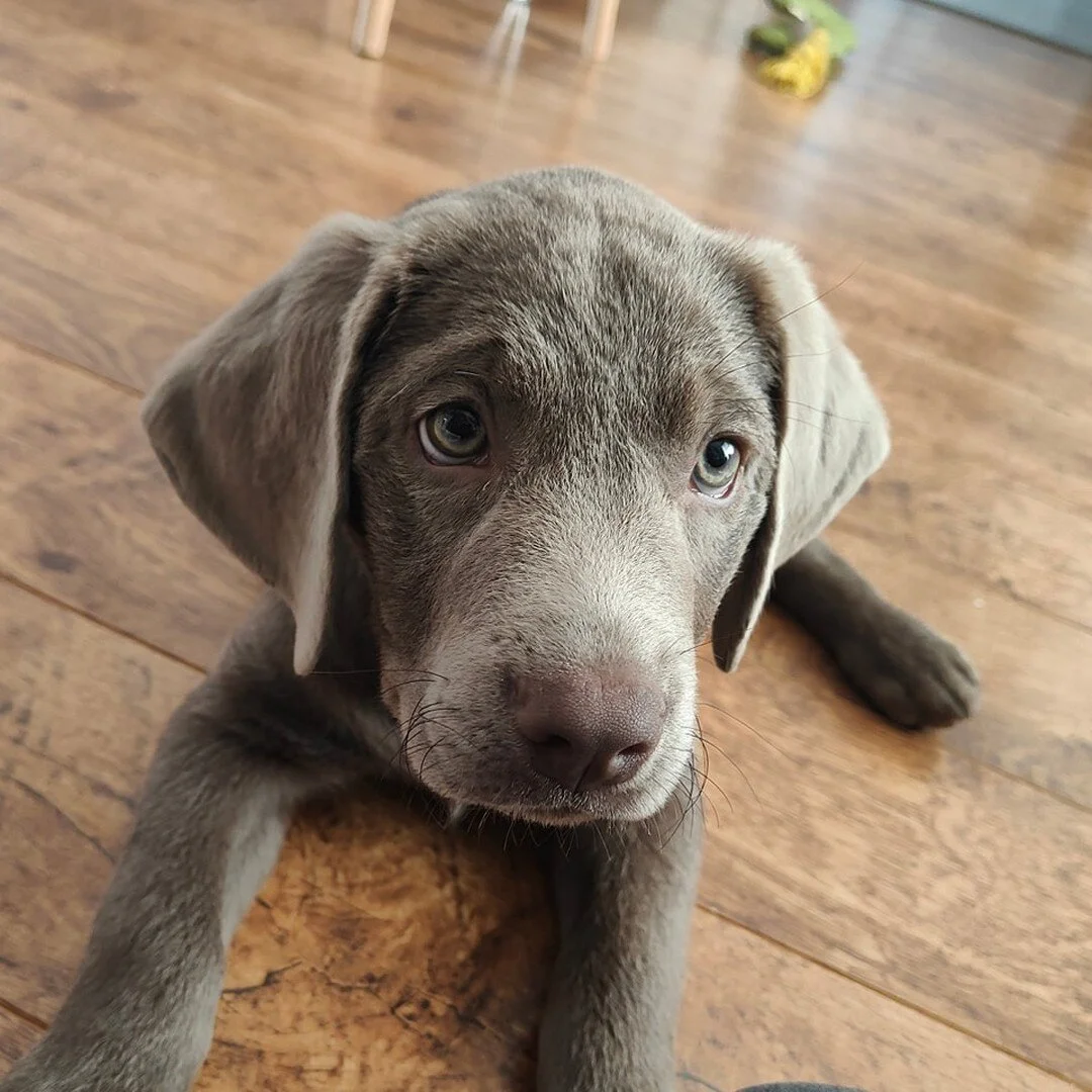 Look at sleepy little max 🥰 

Sleep is often overlooked when looking at behaviour, training and eating patterns. If your pet isn't eating or it's inconsistent, or if they are having little blips in their training,  look at how much they are sleeping