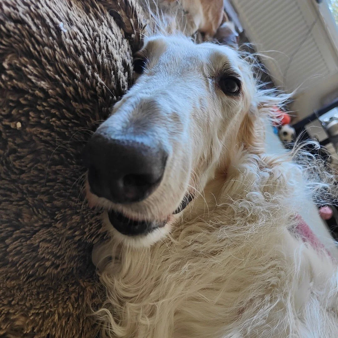 Who's dog wants cuddles at the most inappropriate moments?! 

Cas always asks for cuddles right when I'm wandering around with his very full water bowl 😂 Always nearly sends me flying!

 #dogs #nutrition #dog #dogsofinstagram #doglife #doglover #dog