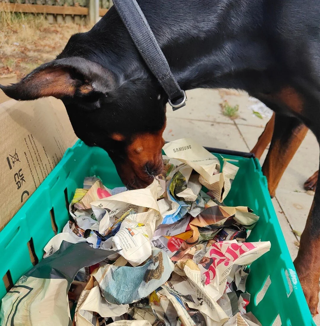 How are you feeding your pet? 

Feeding from a bowl is a missed opportunity to engage with your pet and to tire them out! 

I often speak to owners and they are all asking me how they can tire their pet, they walk them for miles a day or play with th