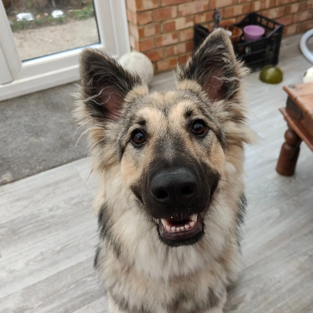 Isn't Arlo beautiful 🥰 

I just want to talk about female hormones for a moment. I've come across a few vets and professionals that have said female hormones are not as important as their male counterparts. That is simply not true! Spaying too early