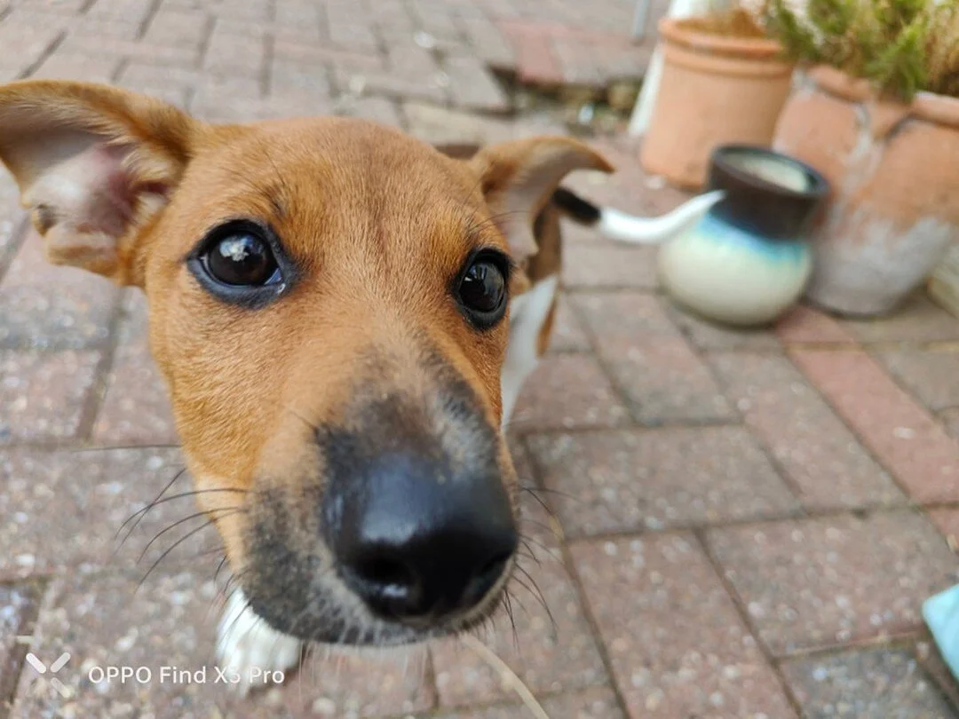 Toby is so hard to get a photo of as his always so curious 😂 

Isn't he cute though 🥰 

#dogs #nutrition #cat #horse #dog #dogsofinstagram #doglife #doglover #dogoftheday #dogtraining #dogfood #dogfoodie #dogbehavior #dogbehaviour #dogbehaviormodif