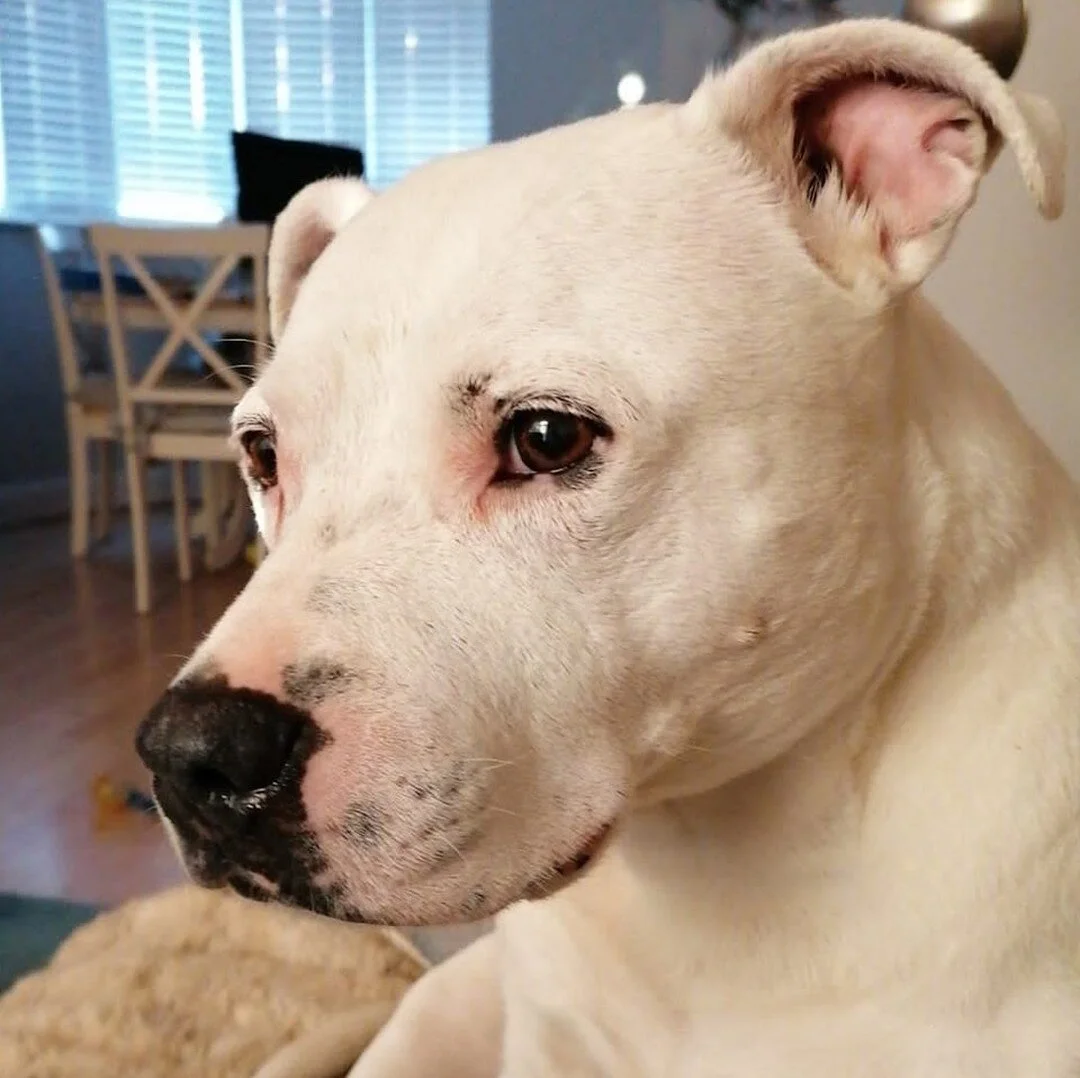 Look at handsome Dave 😍 

I love human names on pets, it always makes my day! Who here has a human named pet? 

 #dogs #puppylove #puppytraining #puppy #dog #dogsofinstagram #doglife #doglover #dogoftheday #dogtraining #dogfood #dogfoodie #dogdiet #