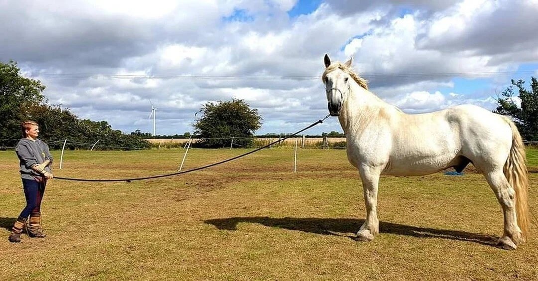 Thor has not been a fan of the wind we've been having recently! I for one am loving the cooler weather. 

Thor has been very clingy recently which I love alot, but we did have to have a little conversation about him not standing on my toes this morni