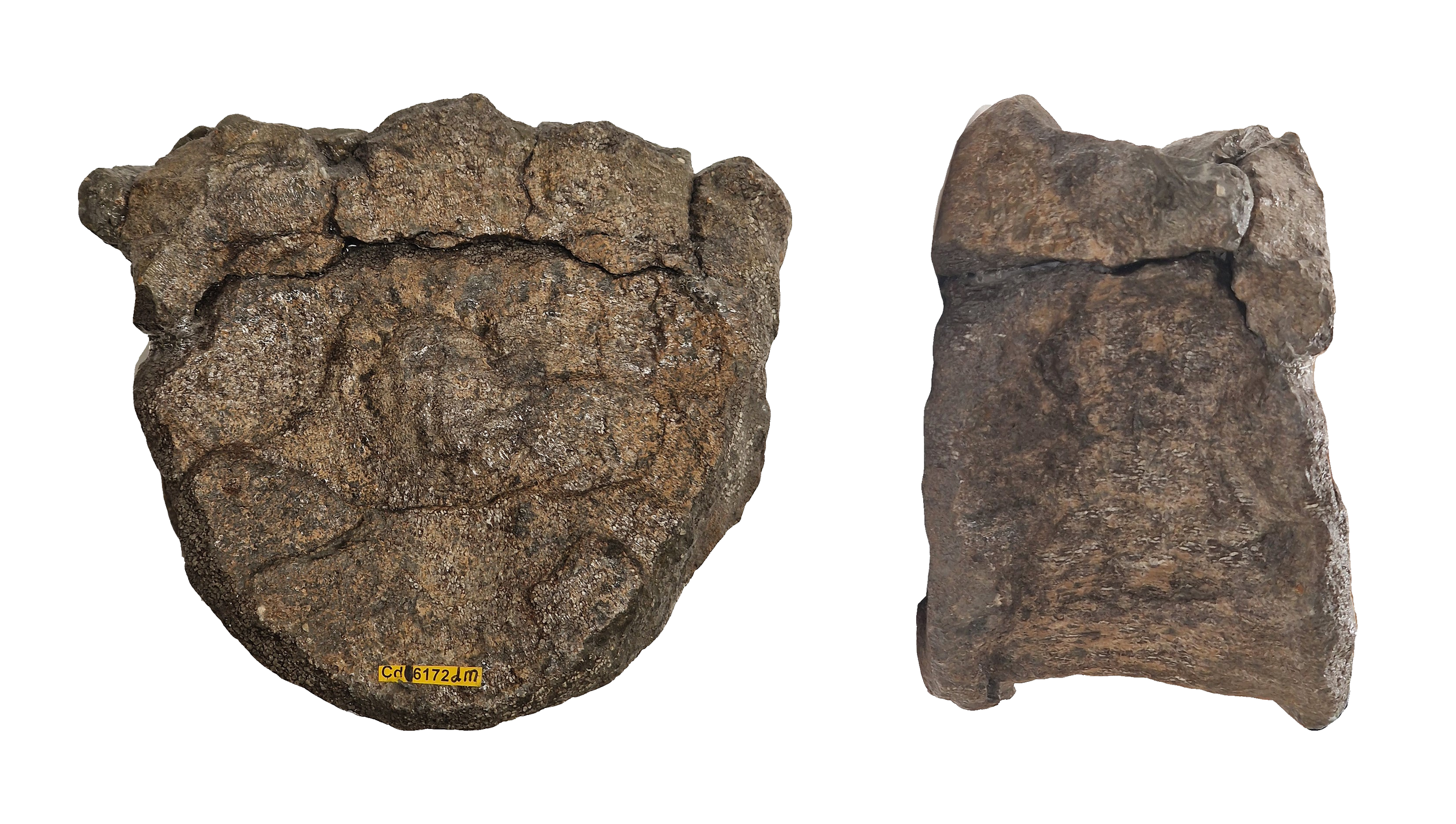  ? Sacral vertebrae (42) 