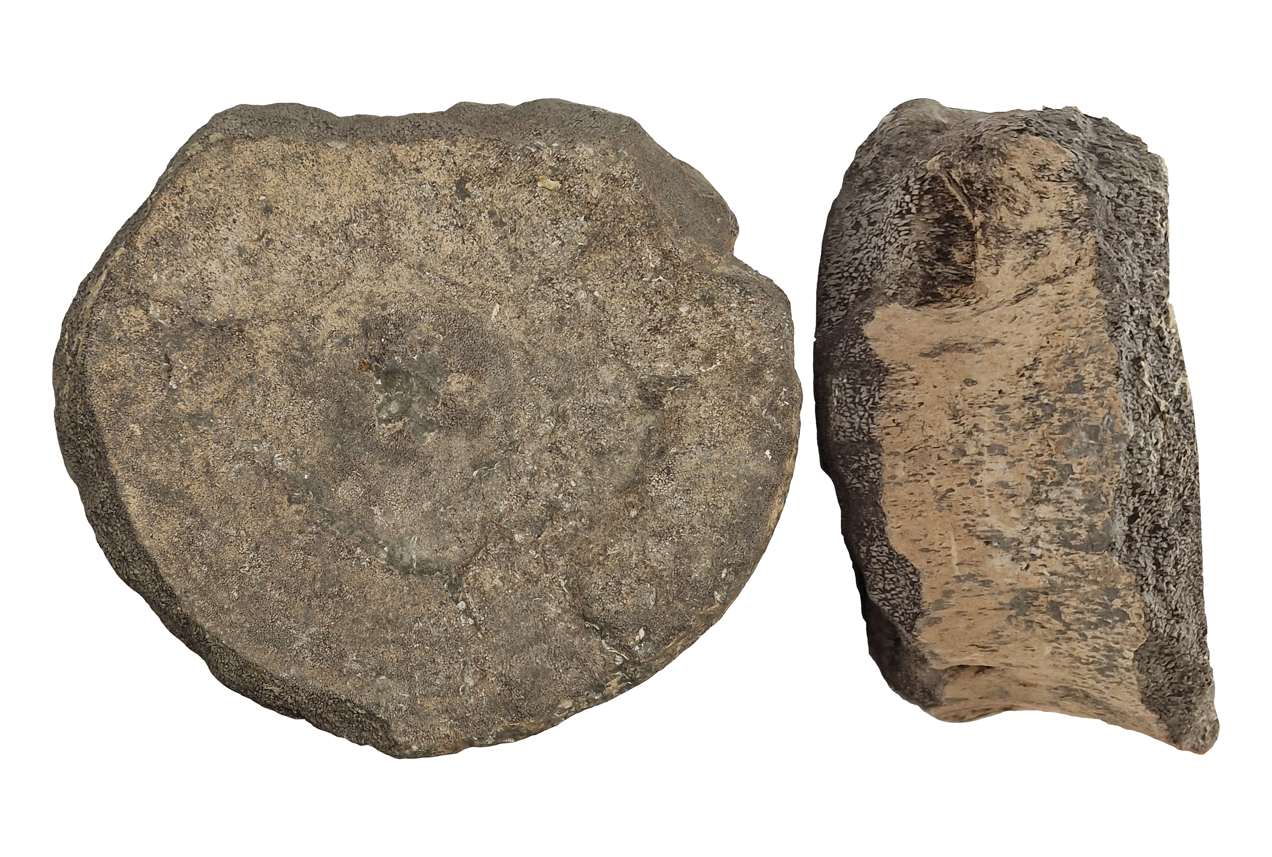  ?Pectoral vertebrae (19) 