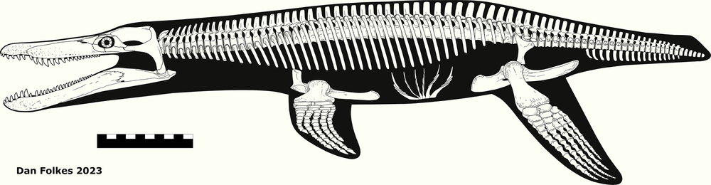 OTHER SKELETALS — THECODONTIA