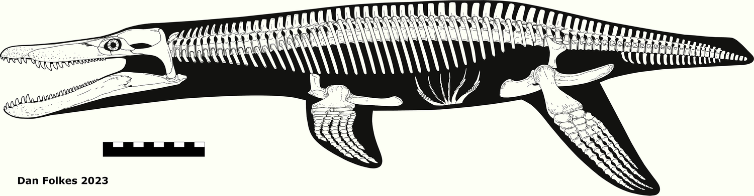 OTHER SKELETALS — THECODONTIA