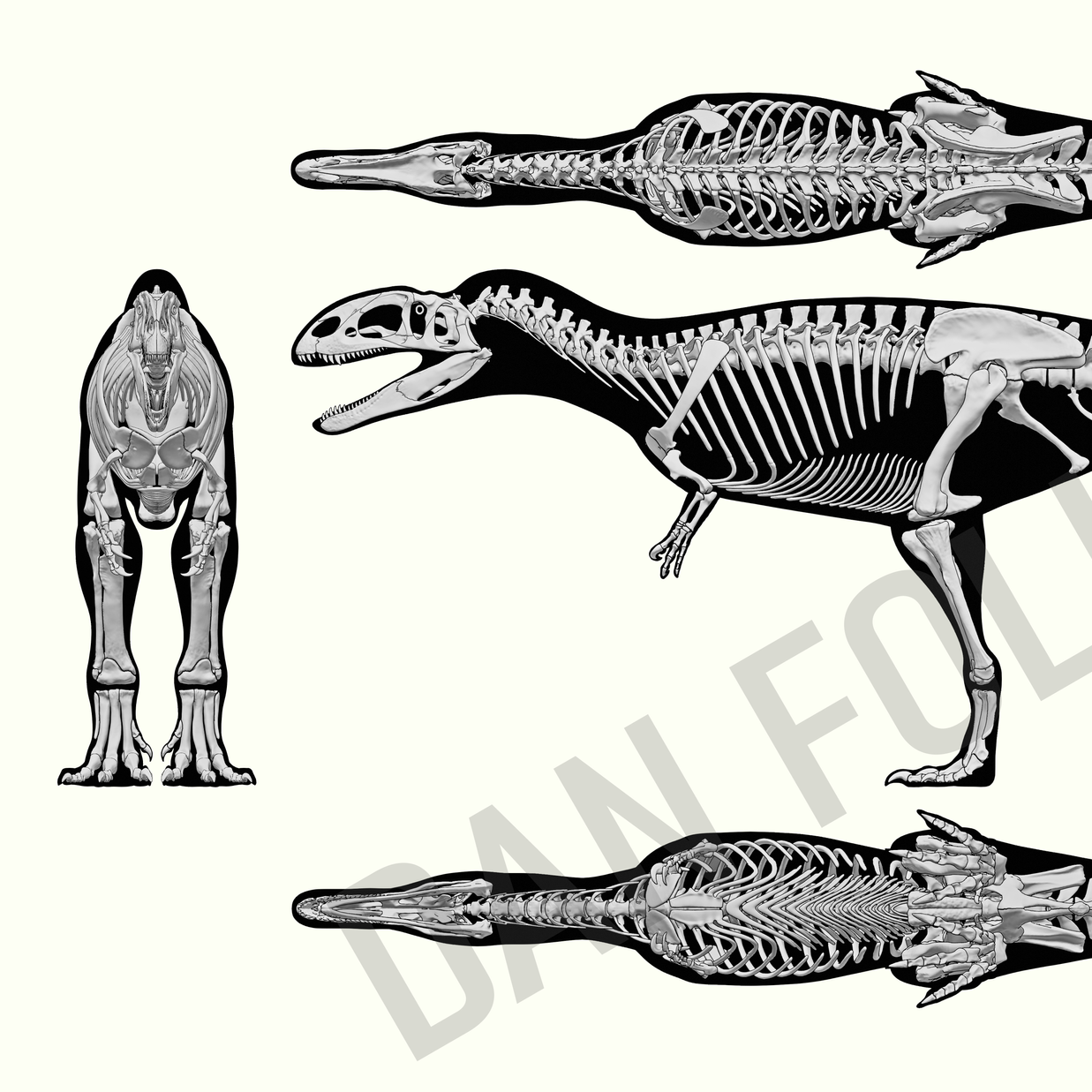 Neovenator salerii in 3D