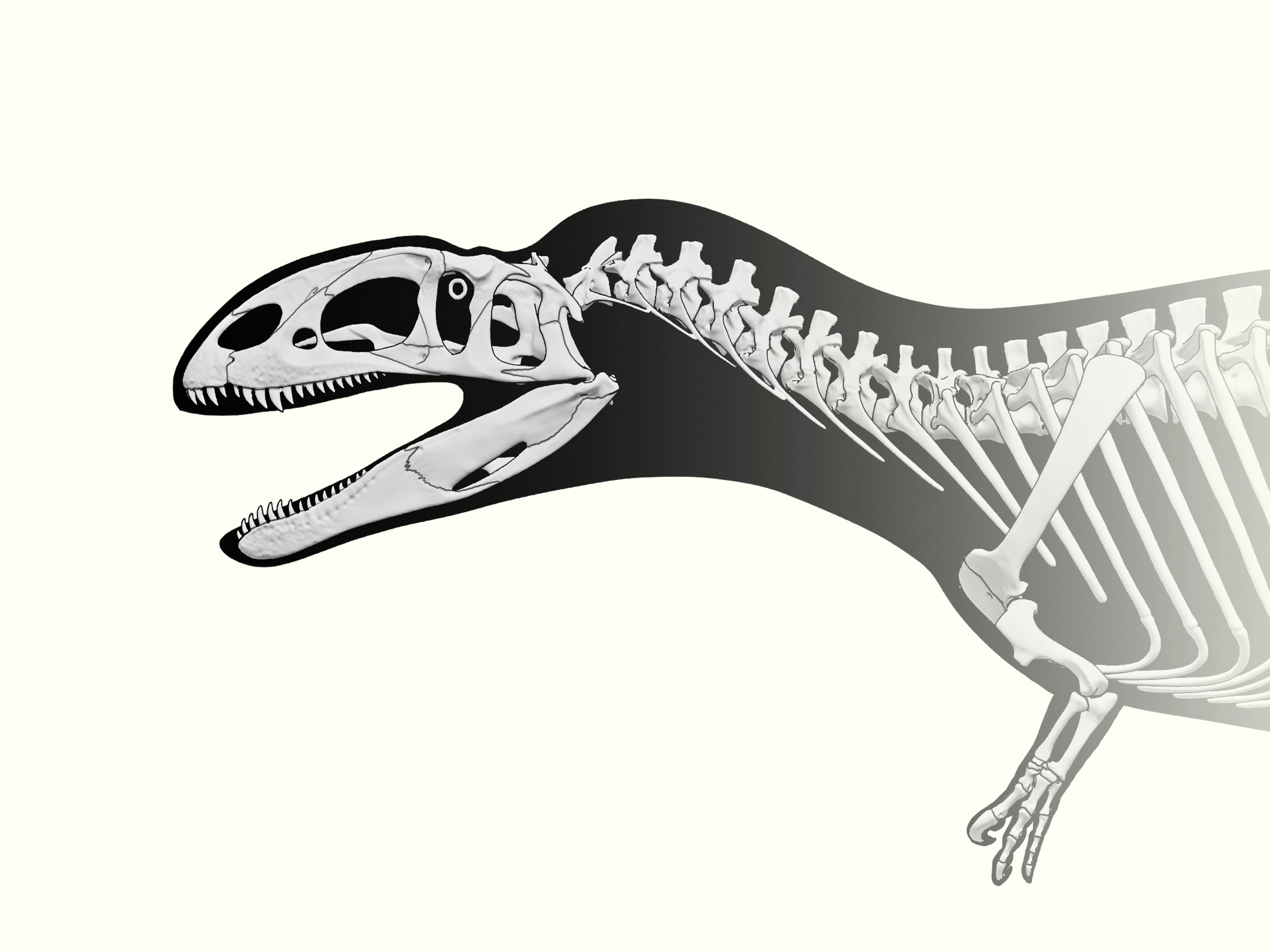 Neovenator salerii in 3D