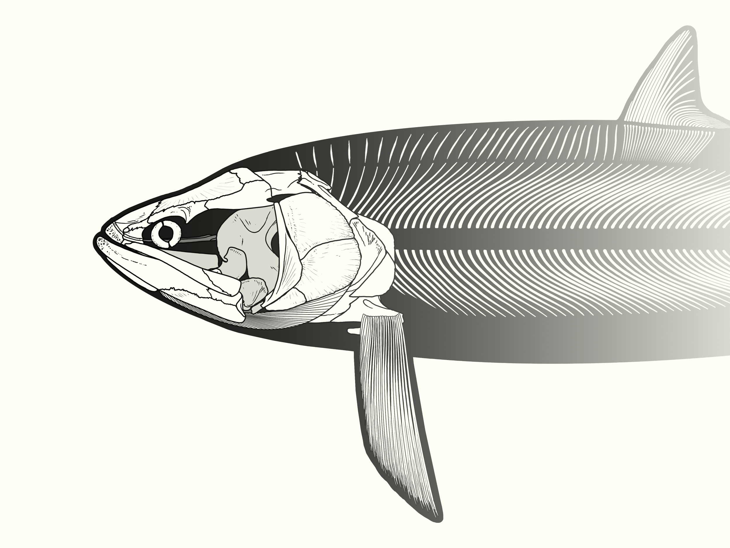 Leedsichthys was a big fish.
