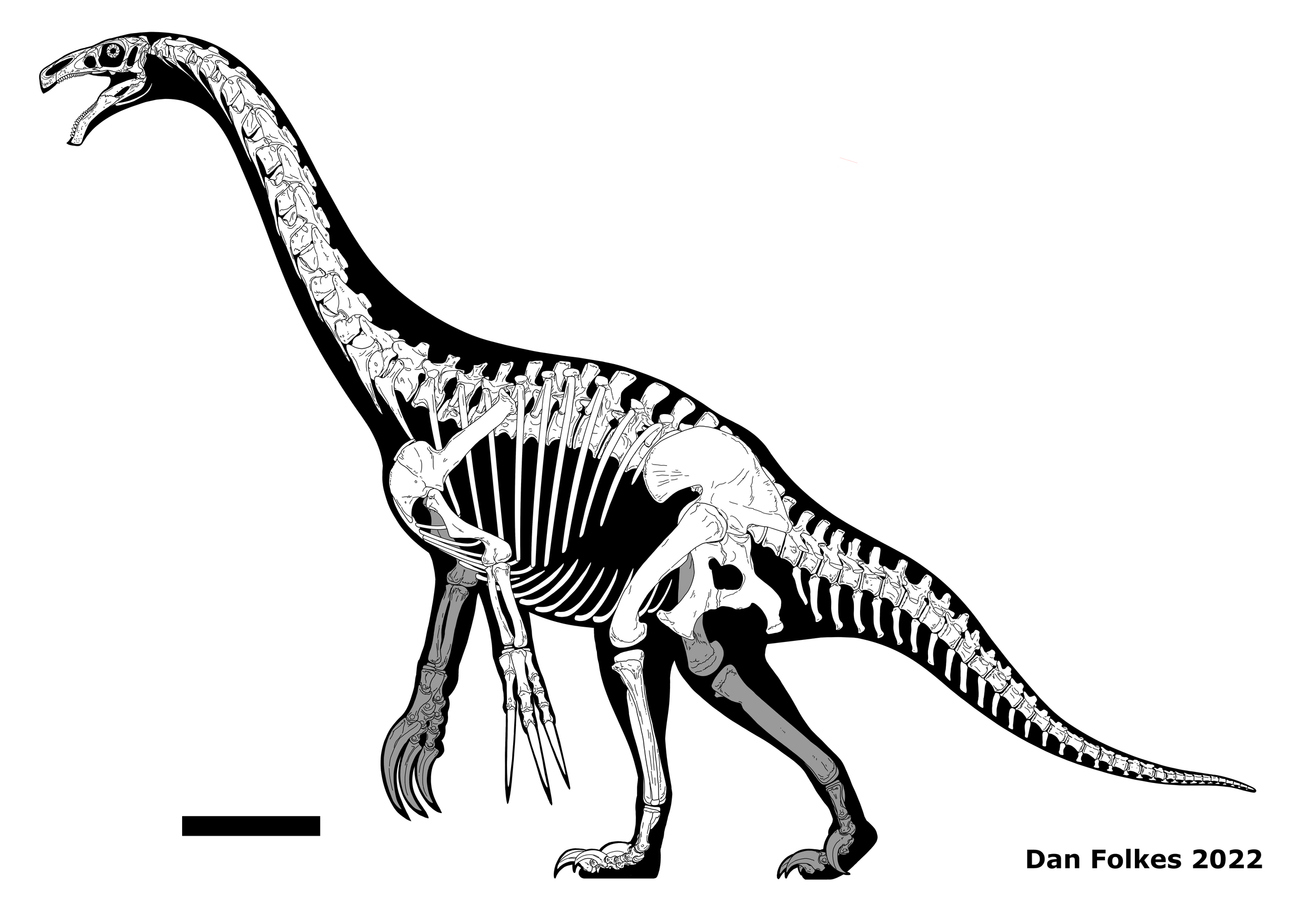 Therizinosaurus Skull