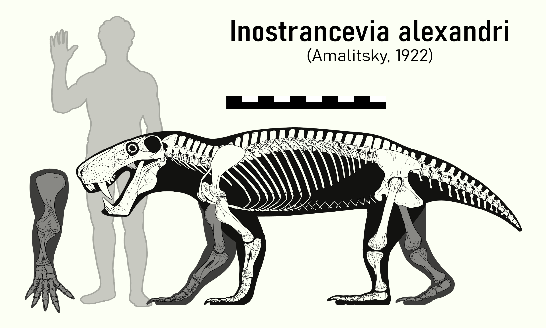 RECONSTRUCTING THE QUEEN OF THE GORGONS INOSTRANCEVIA Spp THECODONTIA reconstructing-the-queen-of-the-gorgons-inostrancevia-spp-thecodontia