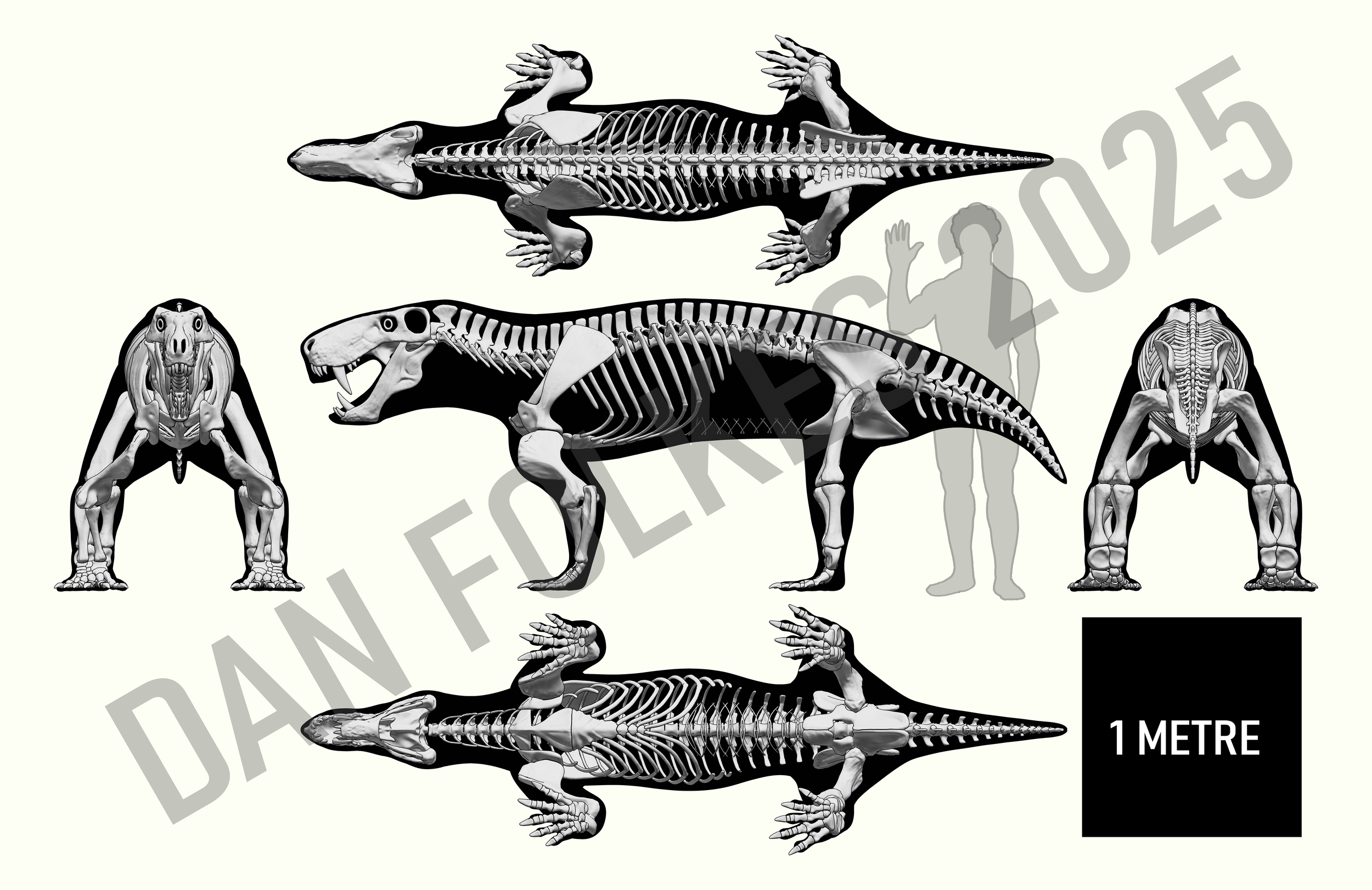 Inostrancevia multiview skeletal