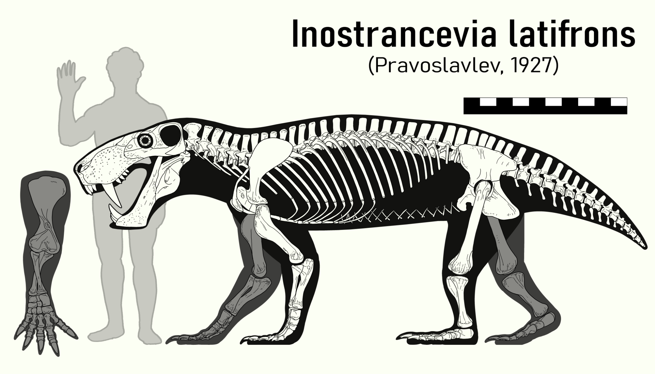 RECONSTRUCTING THE QUEEN OF THE GORGONS: INOSTRANCEVIA spp. — THECODONTIA