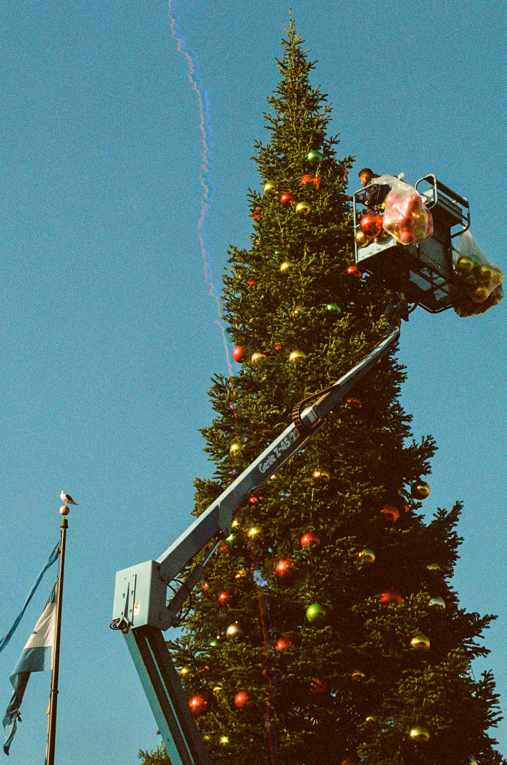 christmastree.jpg