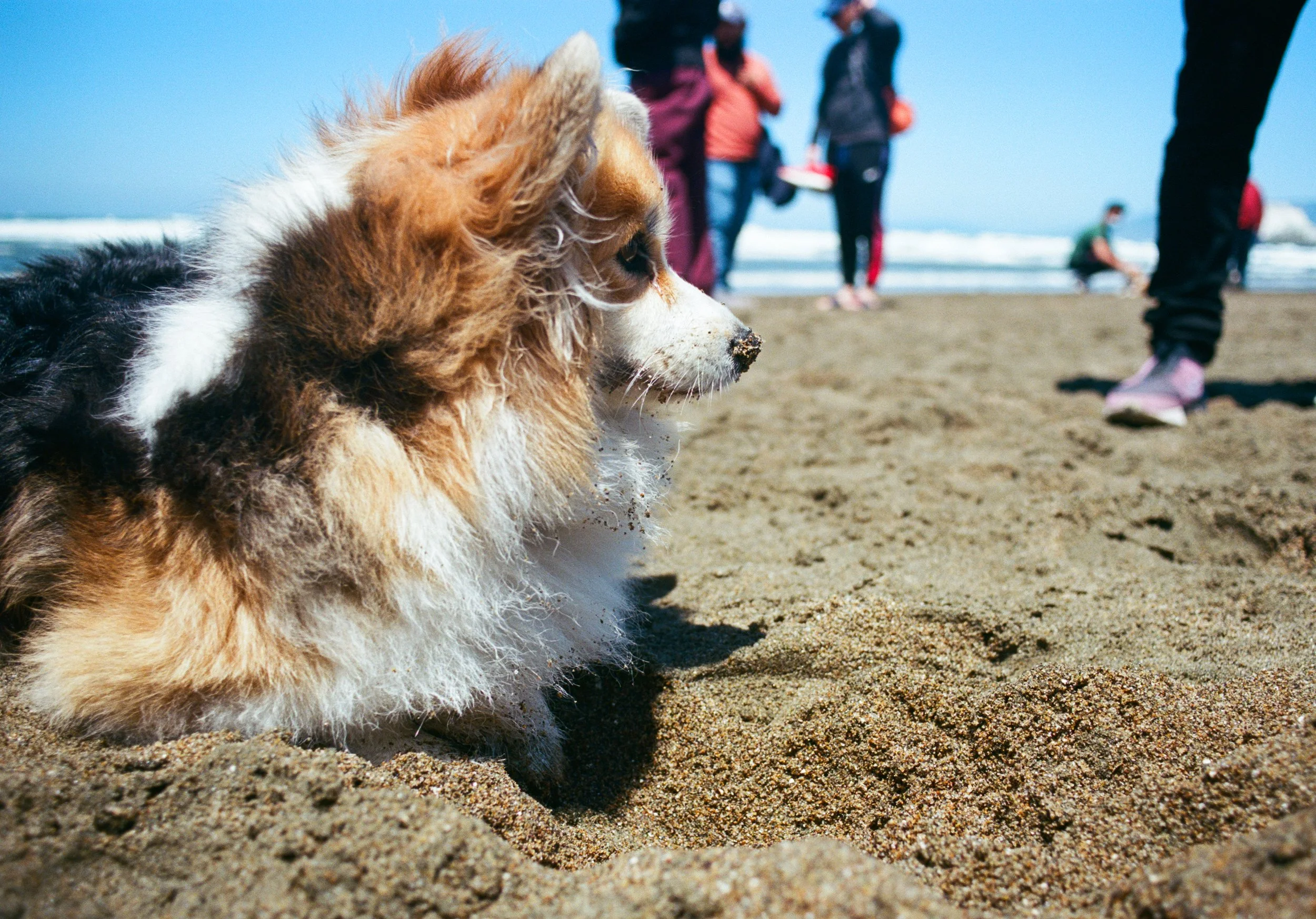 corginosesand.jpg
