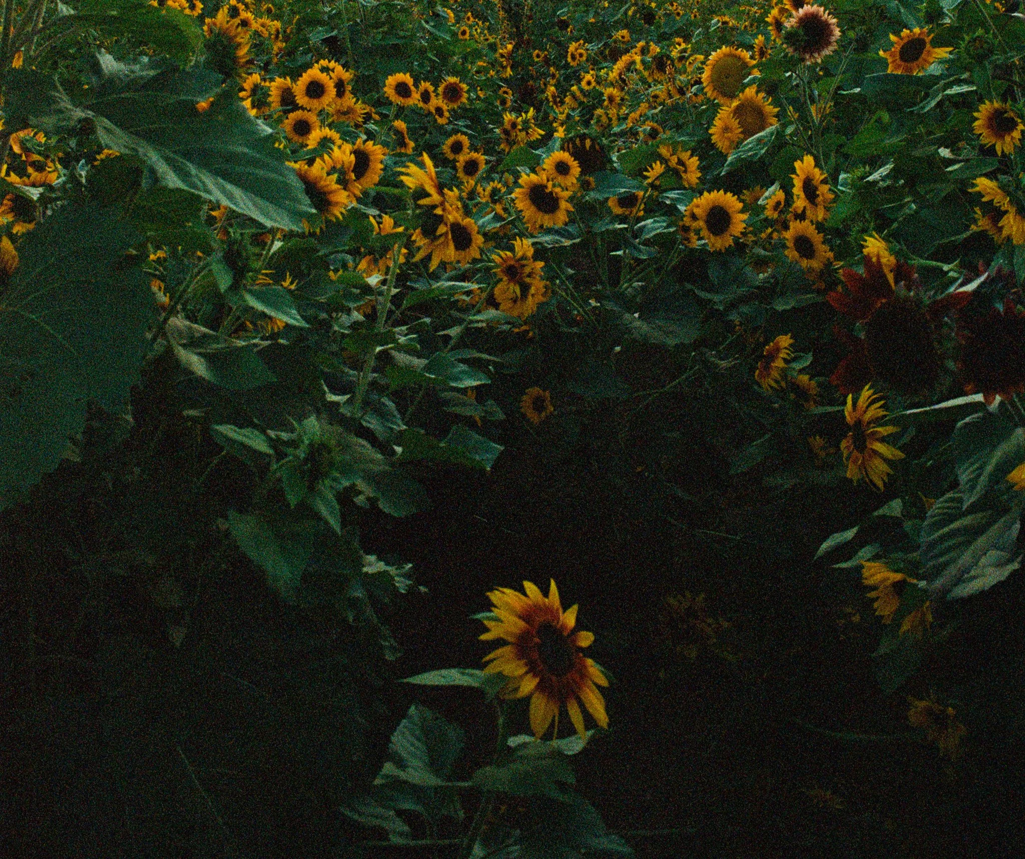 sunflowers.jpg