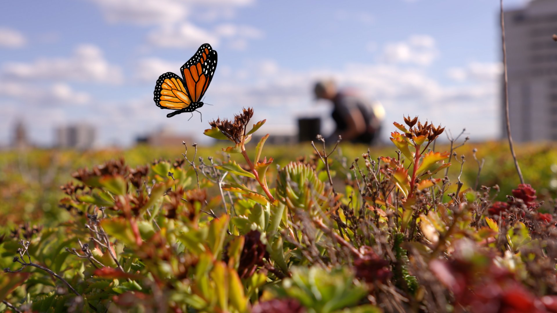 GreenRoofs_Butterfly_029.jpg