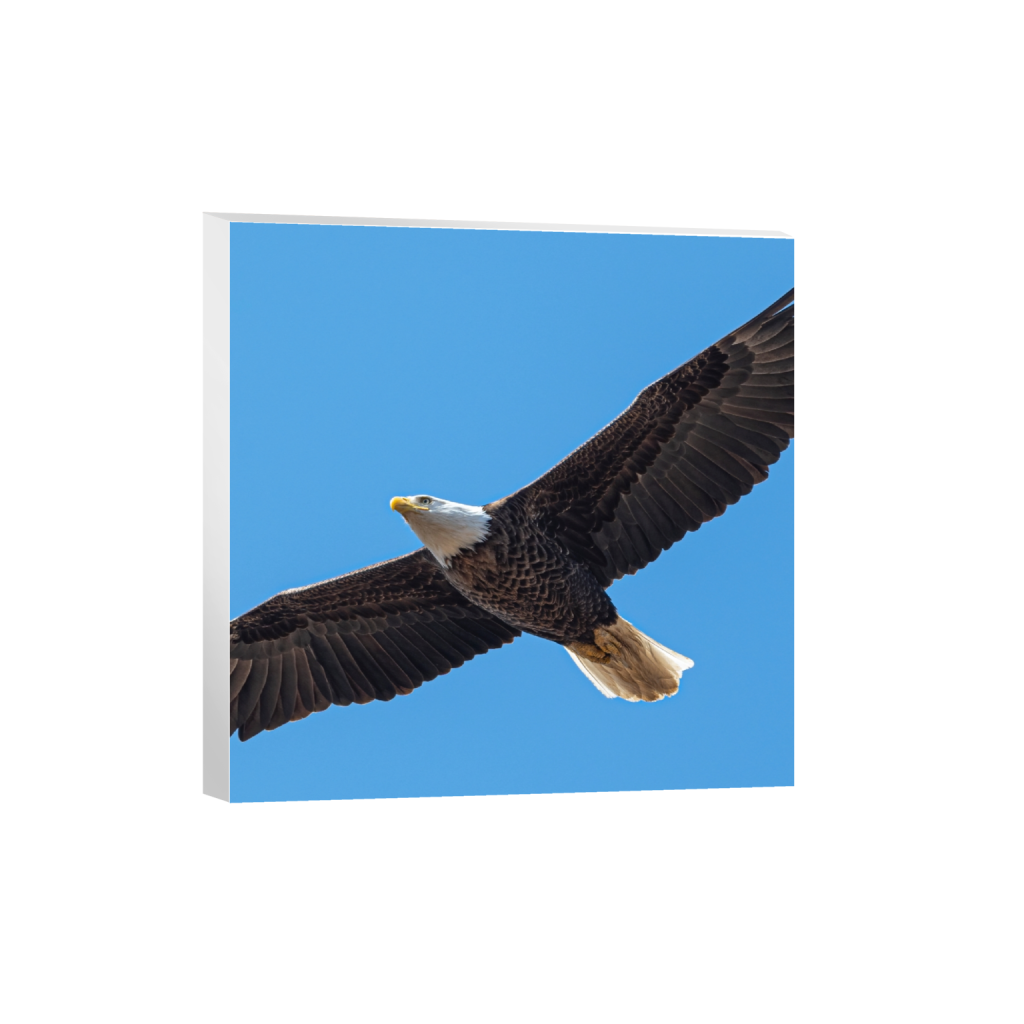 canvas_square_493_0_1962_1962_0_false_ffffff_0_0.png