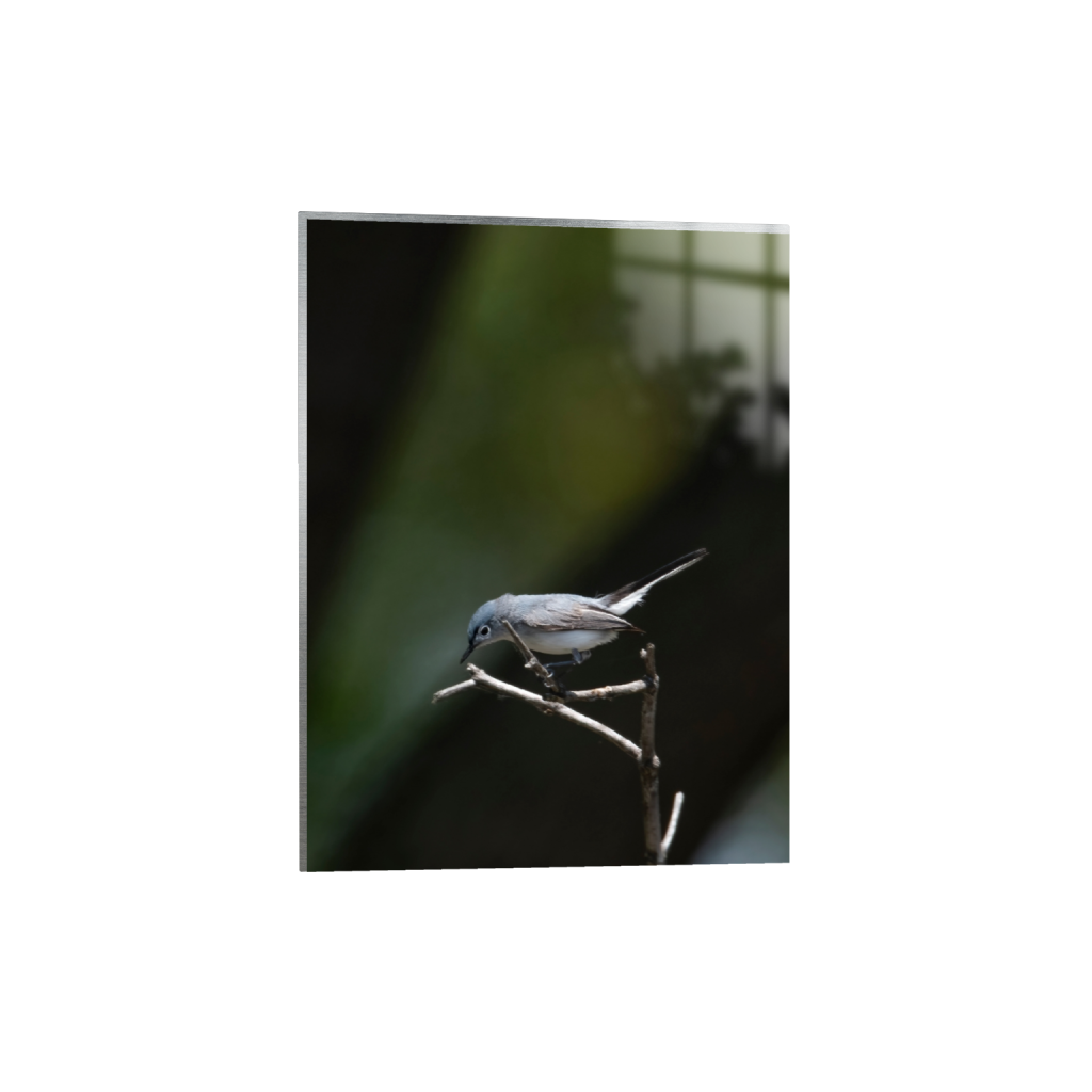 metalprint_rectangle3_4_0_179_2148_2864_0_false_ffffff_0_0.png