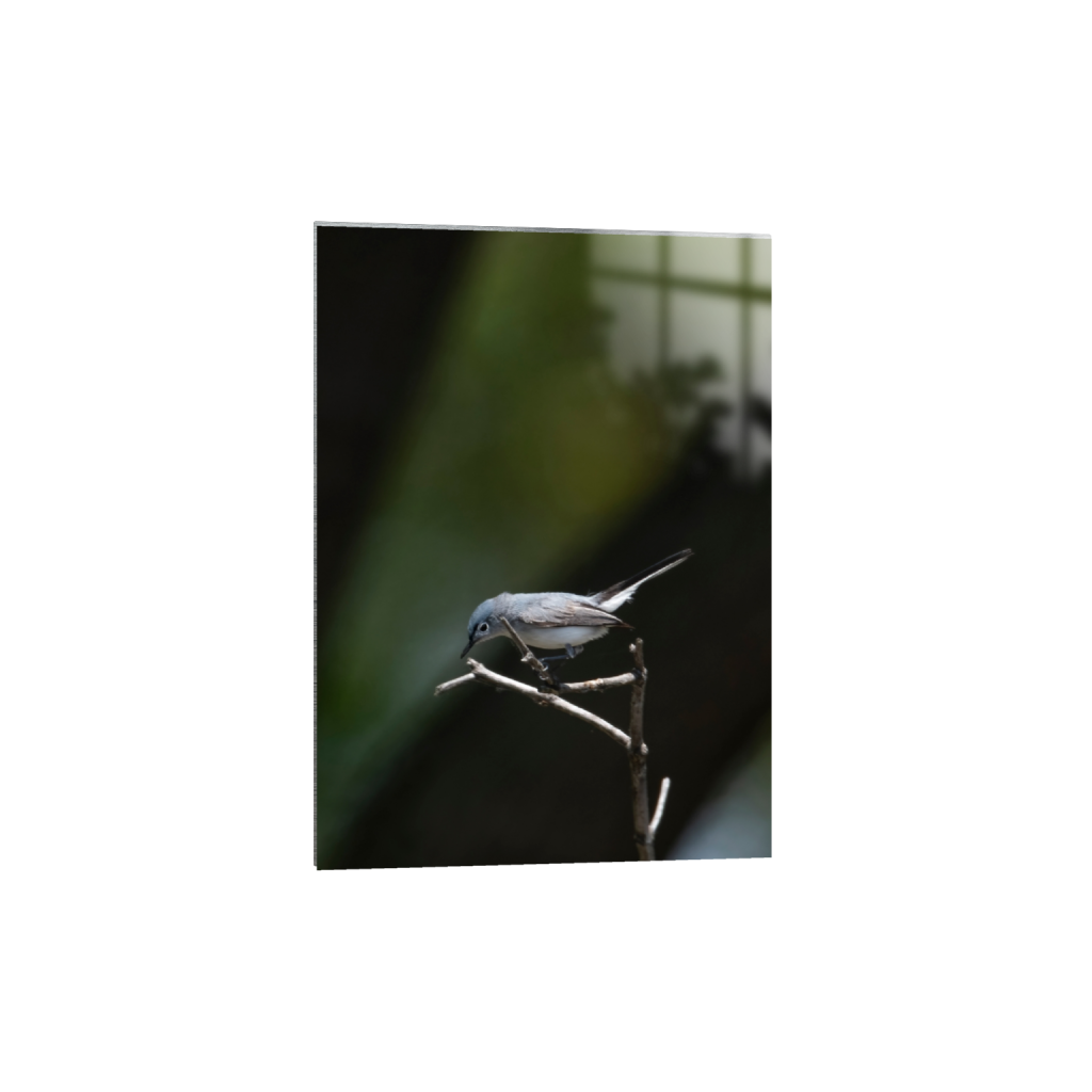 metalprint_rectangle5_7_0_107_2148_3007_0_false_ffffff_0_0.png