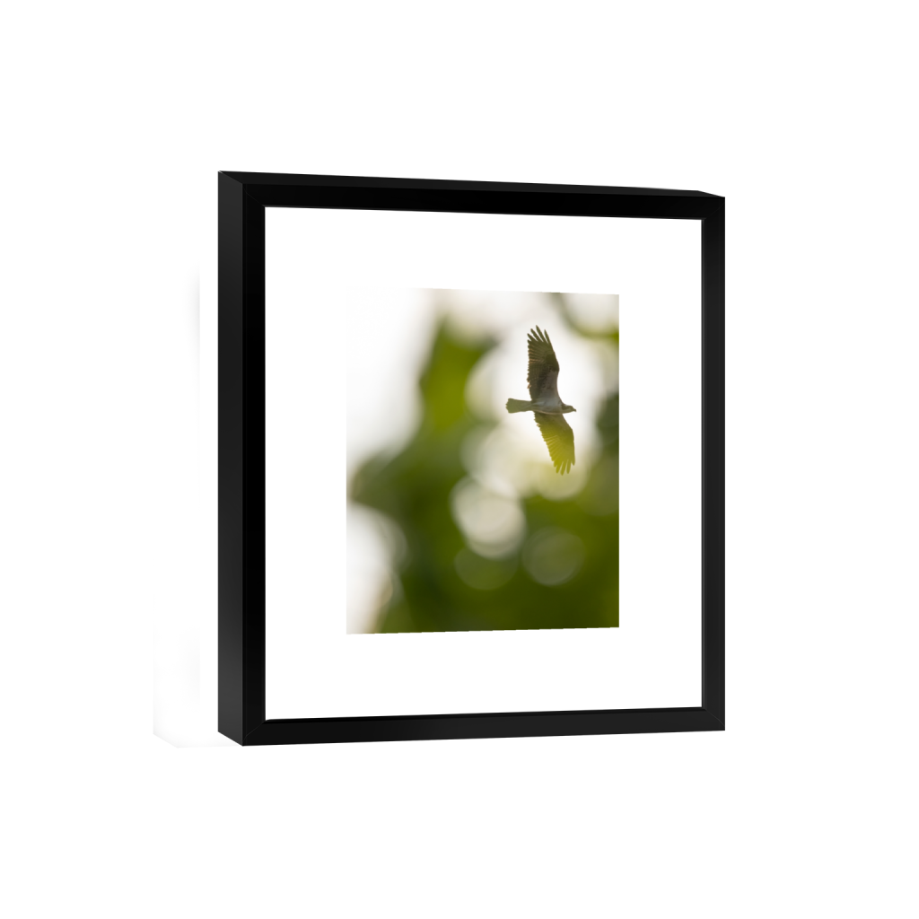 smartframe_rectangle4_5_0_0_3771_4713_0_false_ffffff_0_0.png
