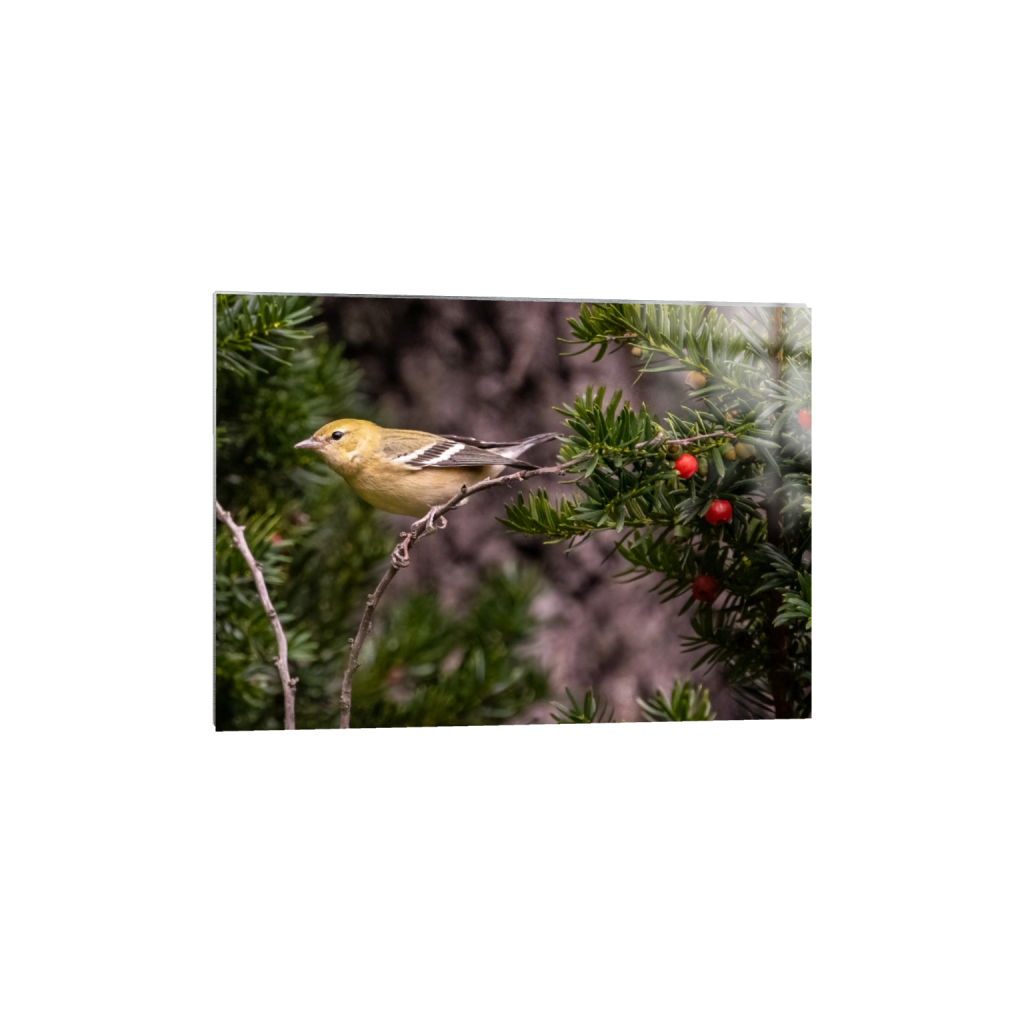 metalprint_rectangle5_7_85_0_2395_1711_0_false_ffffff_0_0.png