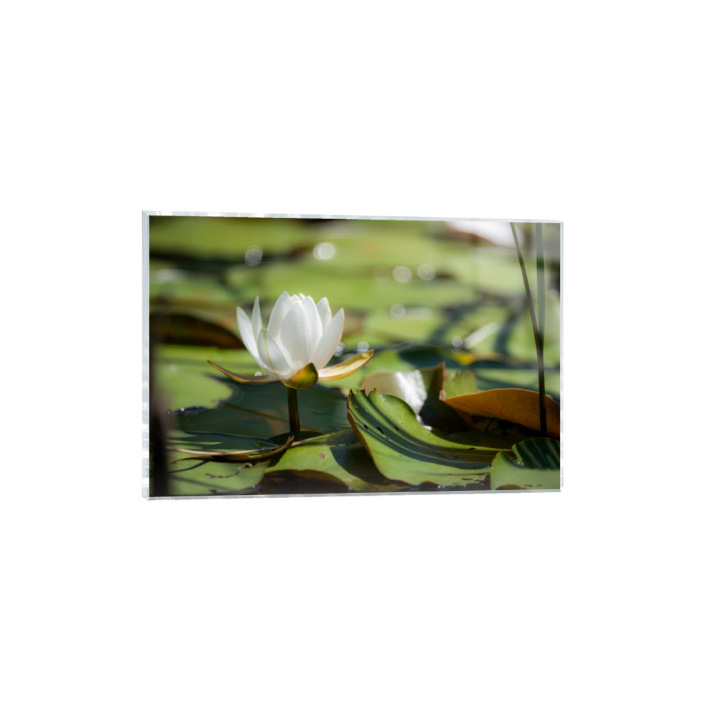 acrylicprint_rectangle2_3_0_0_8256_5504_0_false_ffffff_0_0.png
