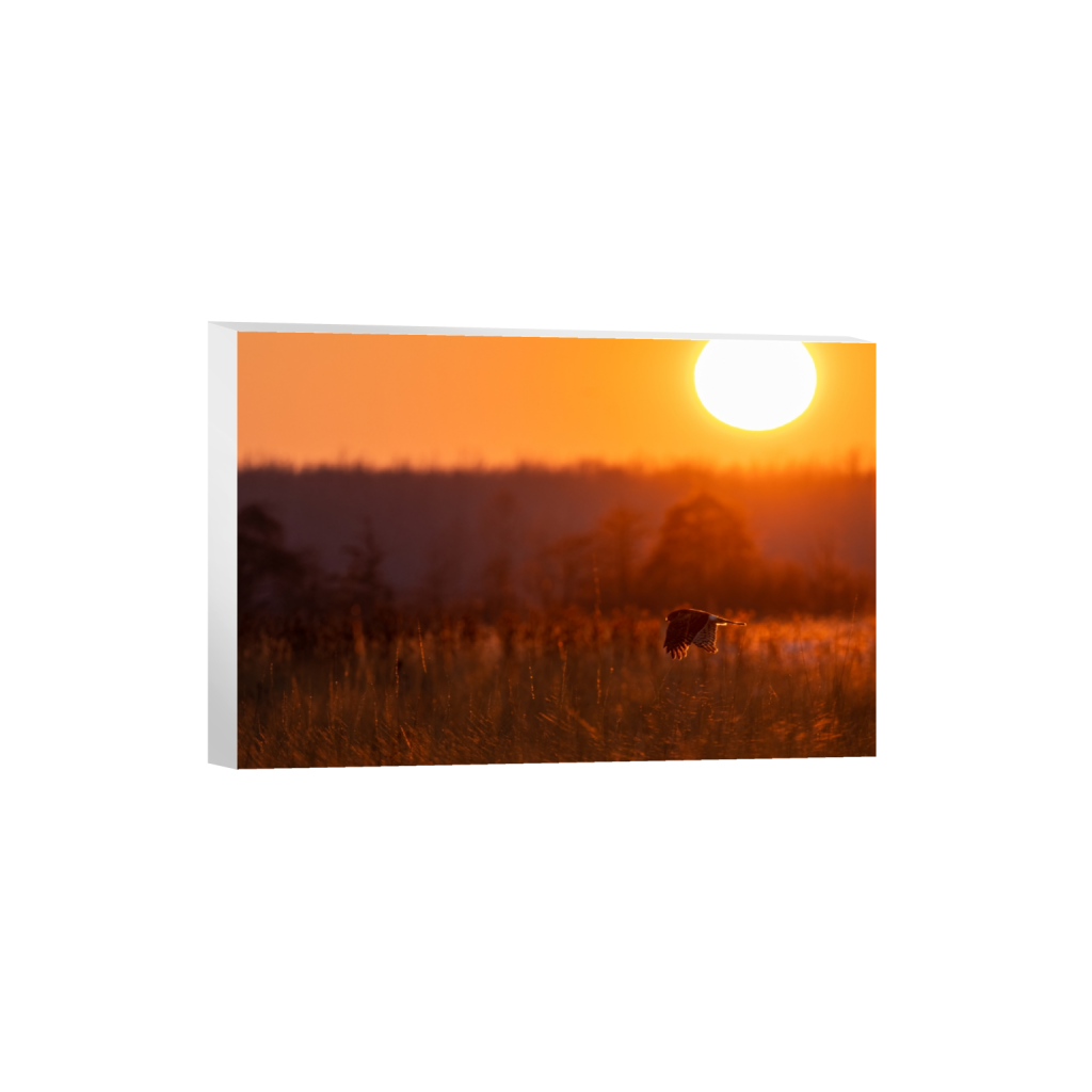 canvas_rectangle2_3_0_0_5074_3382_0_false_ffffff_0_0.png