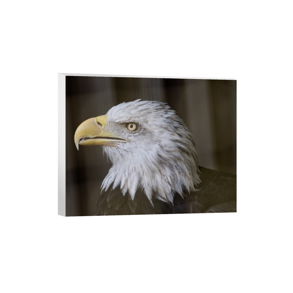 canvas_rectangle4_5_148_0_1481_1185_0_false_ffffff_0_0.png