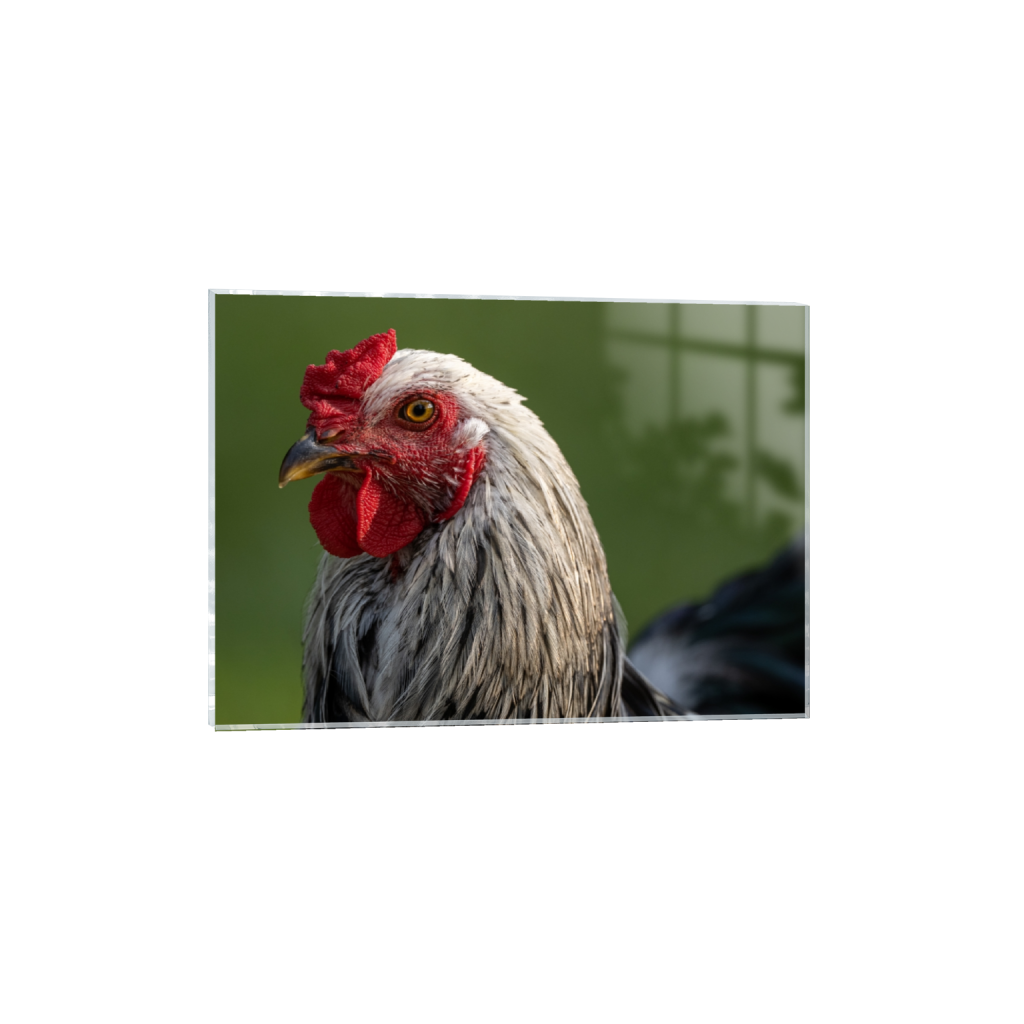 acrylicprint_rectangle5_7_195_0_5485_3918_0_false_ffffff_0_0.png