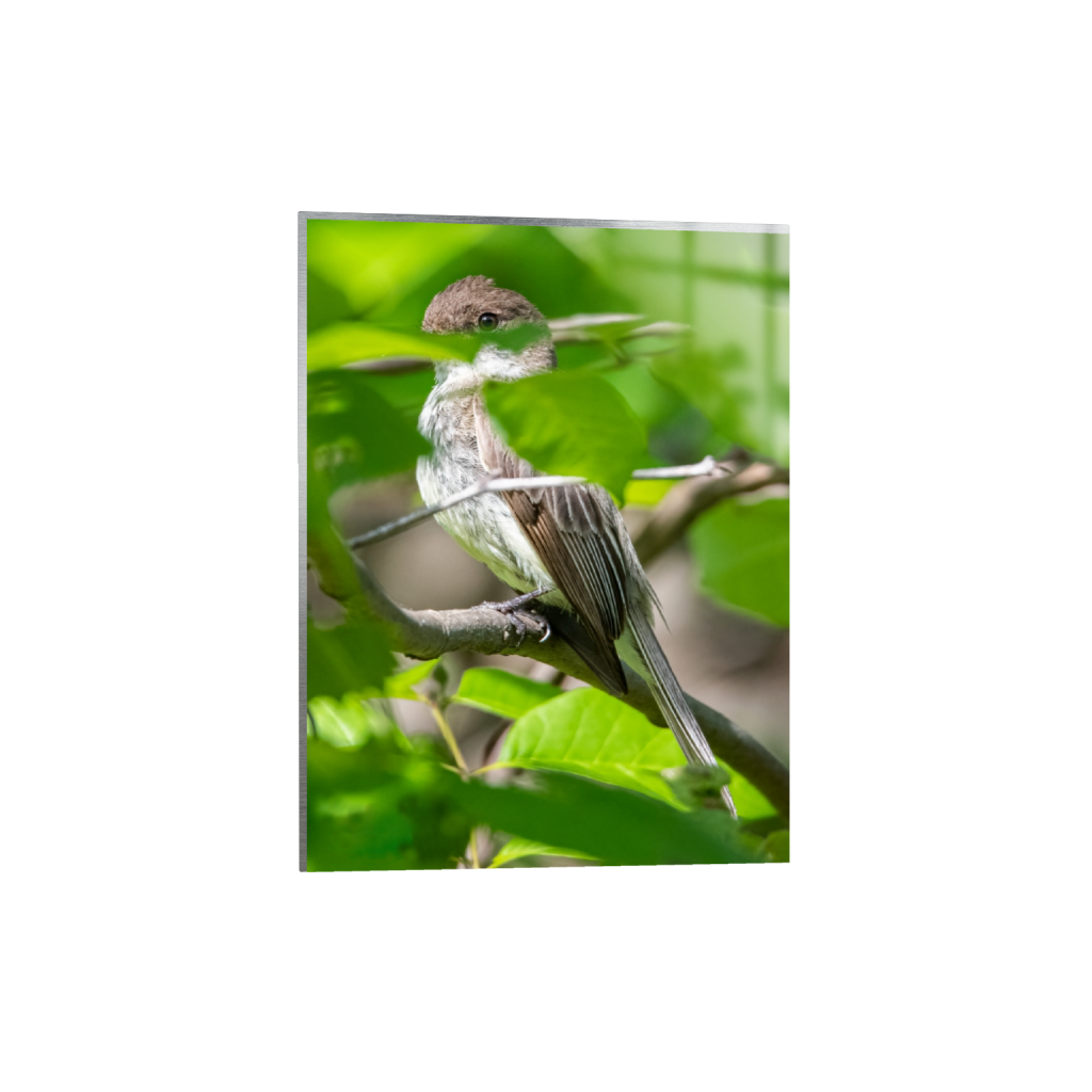 metalprint_rectangle3_4_0_322_2107_2809_0_false_ffffff_0_0.png