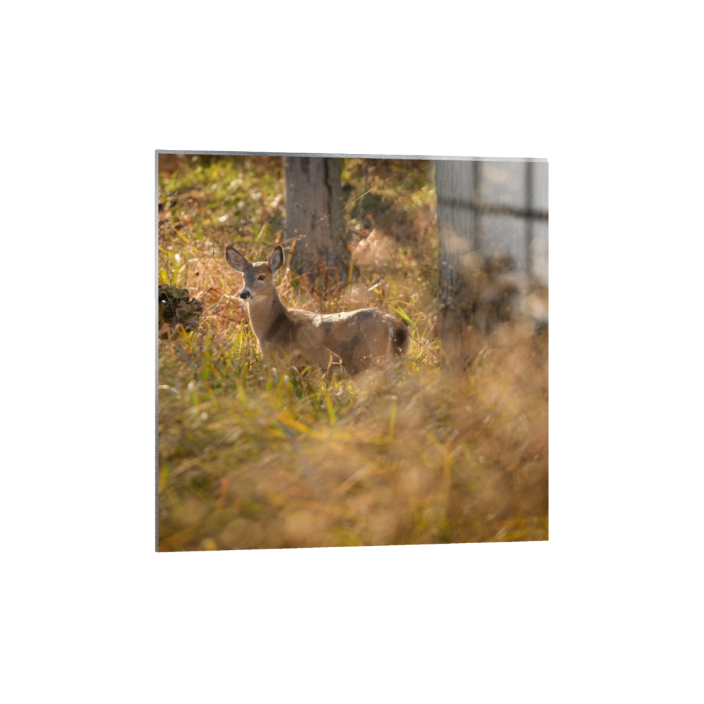 metalprint_square_932_0_3970_3970_0_false_ffffff_0_0.png