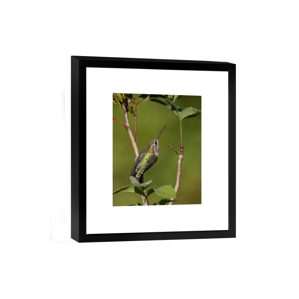 smartframe_rectangle4_5_0_224_1161_1451_0_false_ffffff_0_0.png