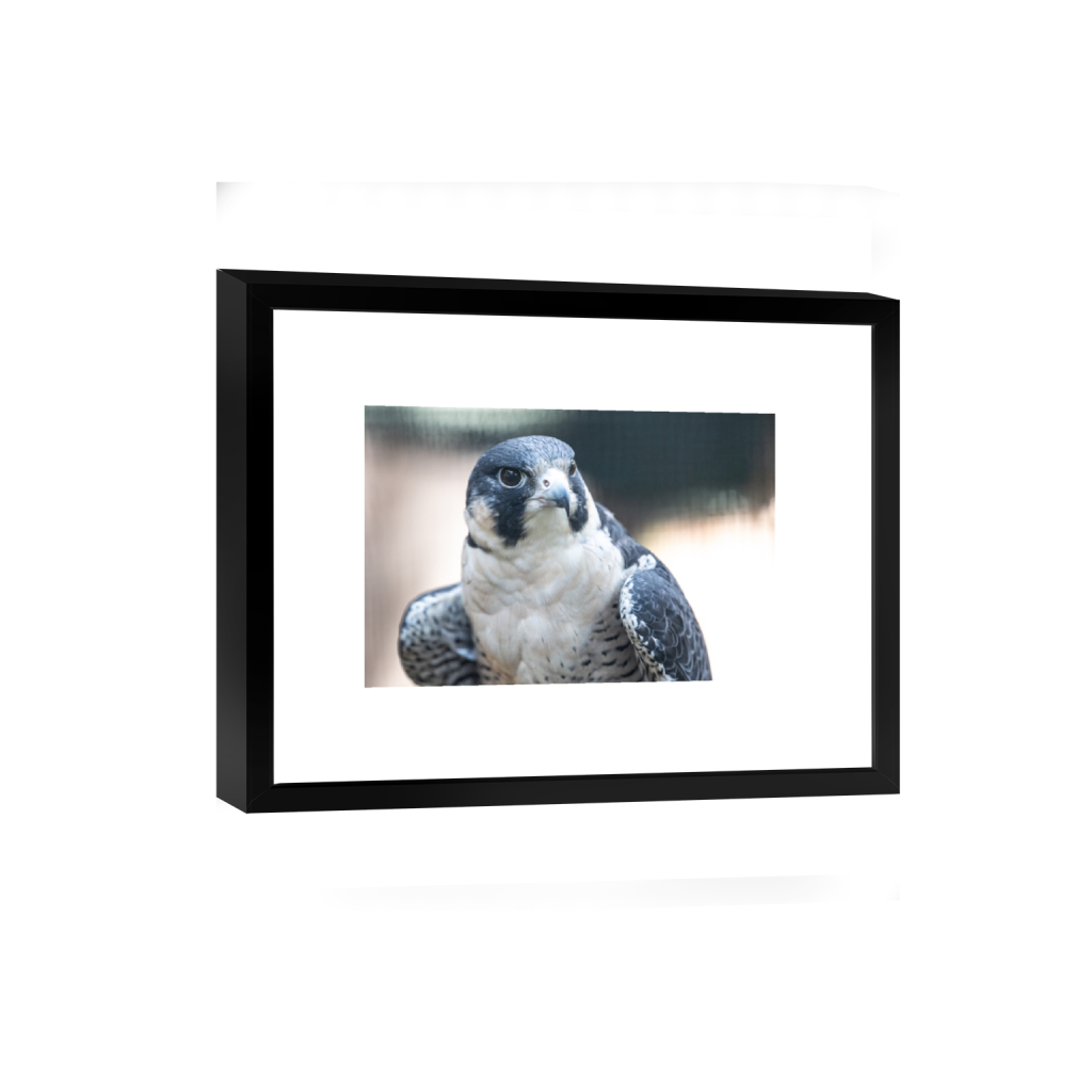 smartframe_rectangle2_3_0_56_4258_2838_0_false_ffffff_0_0.png