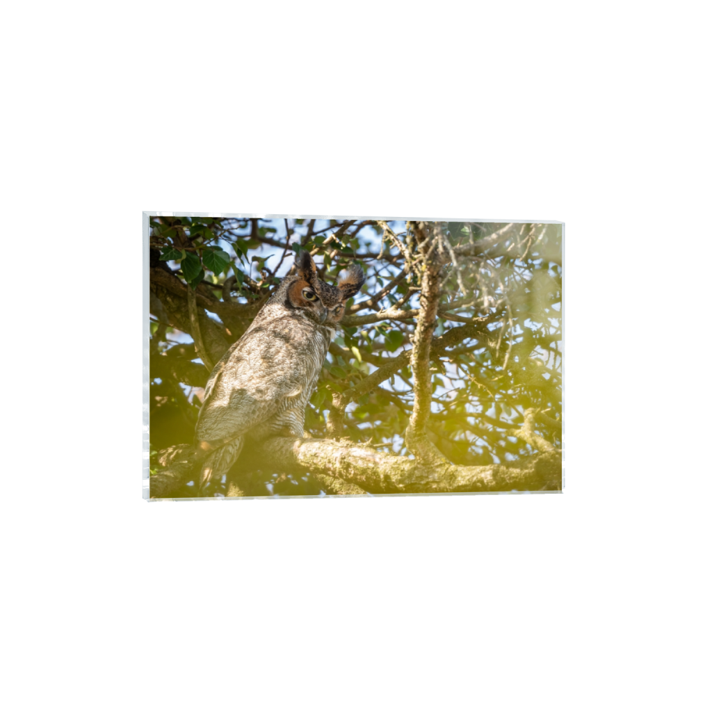 acrylicprint_rectangle2_3_0_0_3303_2202_0_false_ffffff_0_0.png