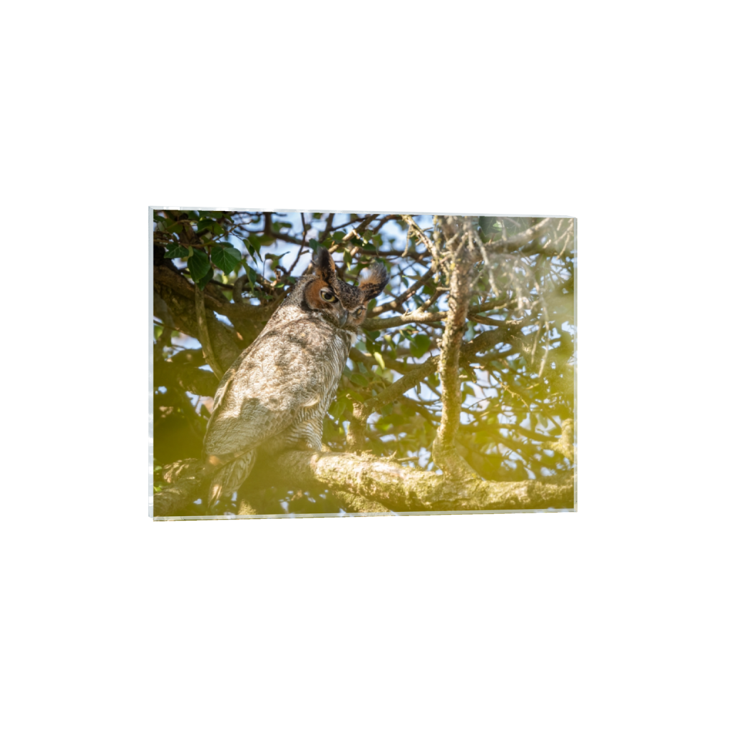 acrylicprint_rectangle5_7_0_0_3082_2202_0_false_ffffff_0_0.png