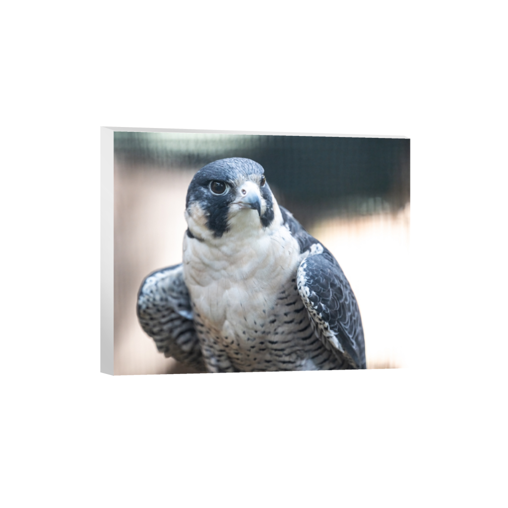 canvas_rectangle4_5_17_0_4257_3406_0_false_ffffff_0_0.png