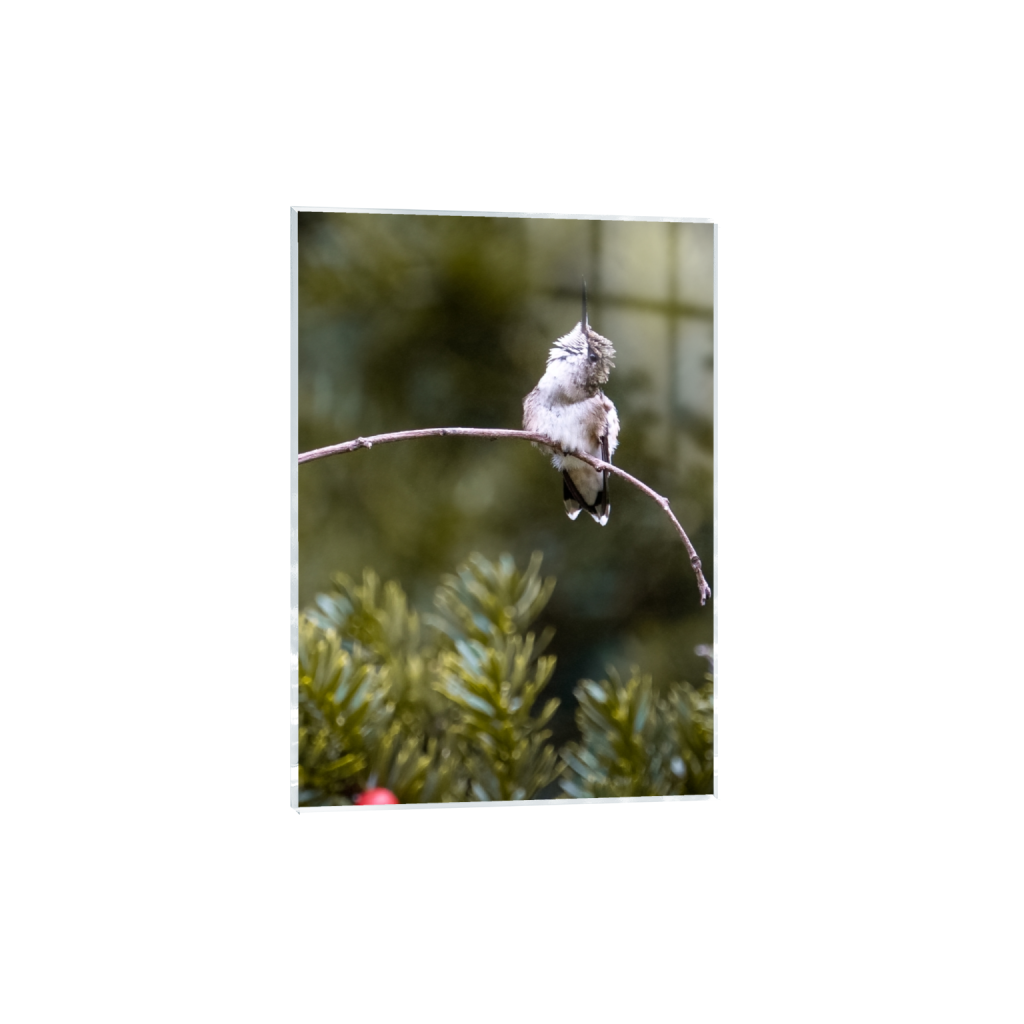 acrylicprint_rectangle5_7_8_0_1274_1783_0_false_ffffff_0_0.png