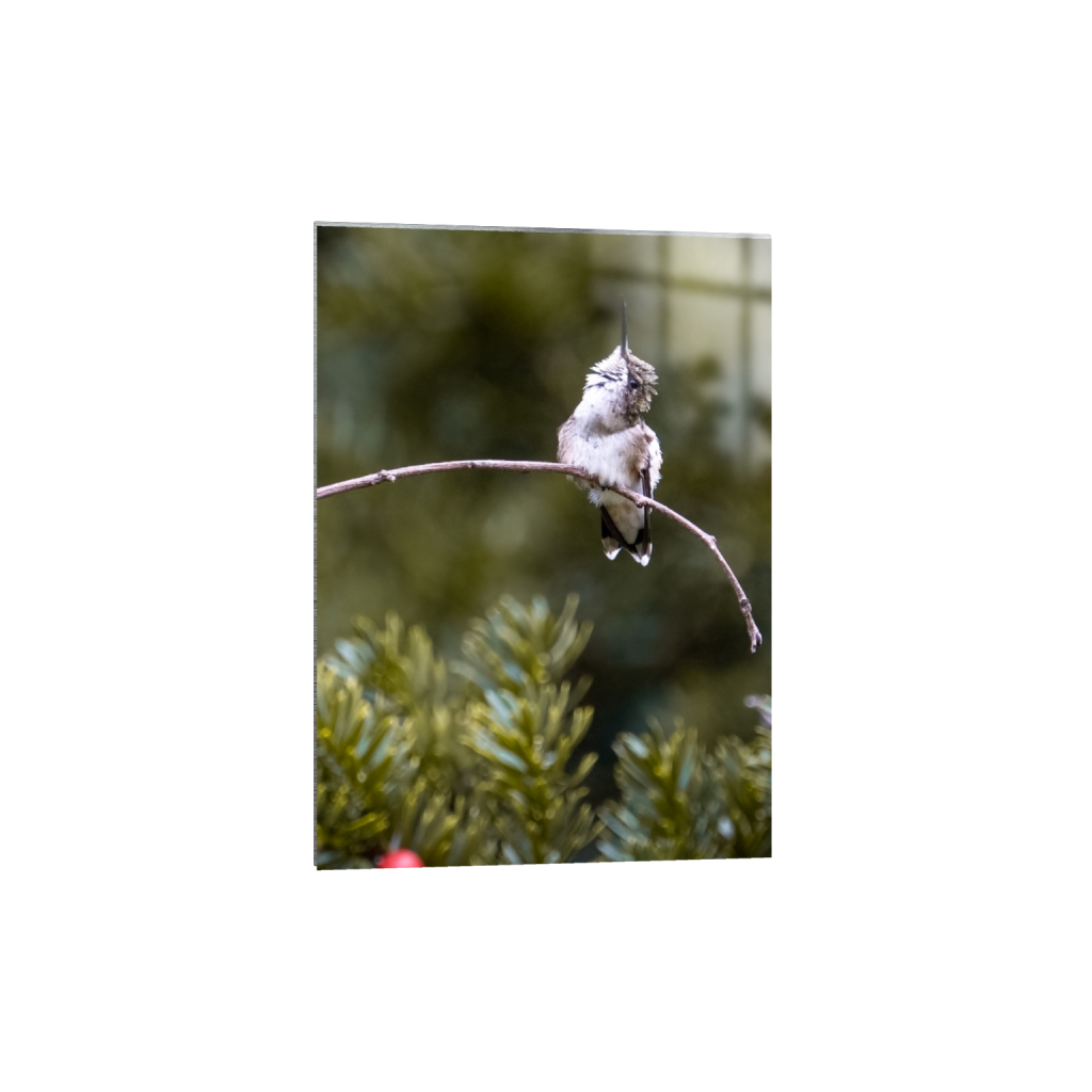 metalprint_rectangle5_7_8_0_1274_1783_0_false_ffffff_0_0.png