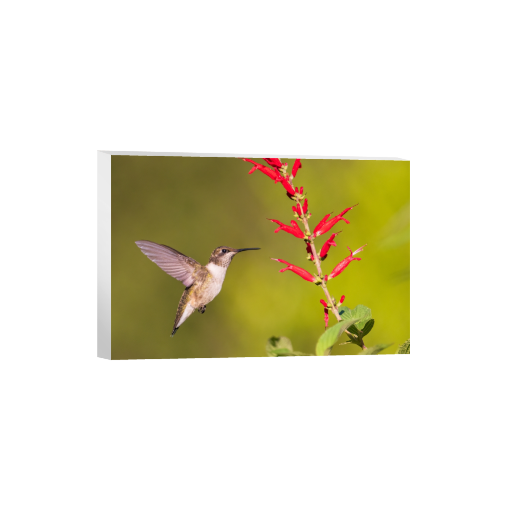 canvas_rectangle2_3_0_292_2306_1537_0_false_ffffff_0_0.png