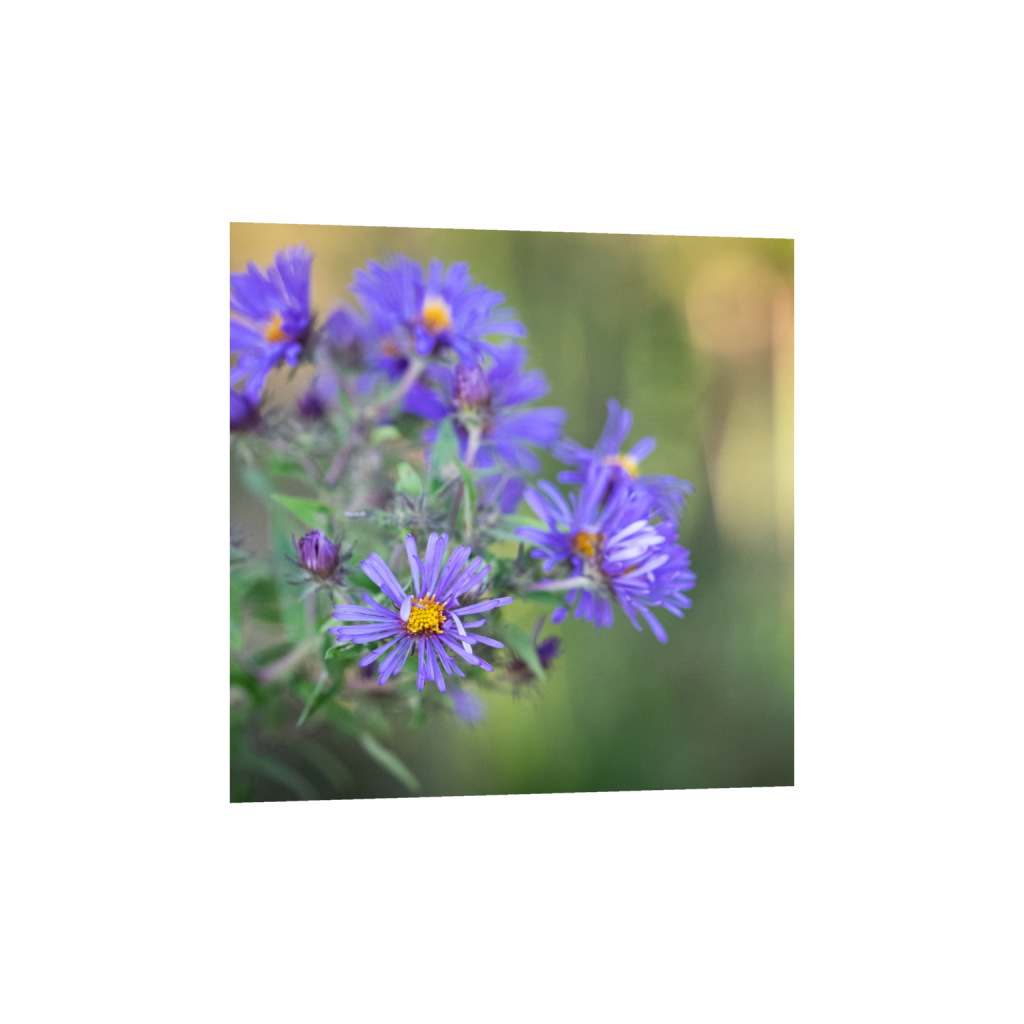 fineartprints_square_560_0_3112_3112_0_false_ffffff_0_0.png