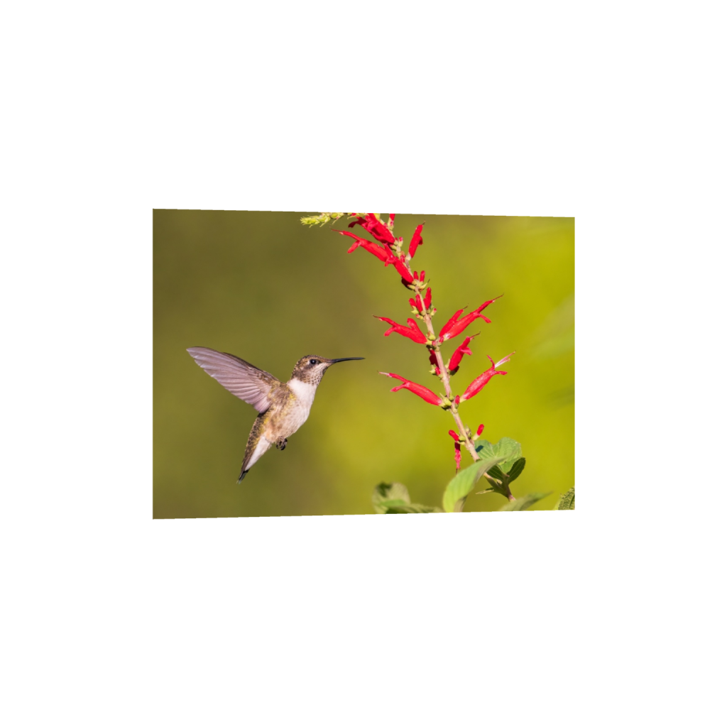 fineartprints_rectangle5_7_0_198_2306_1647_0_false_ffffff_0_0.png