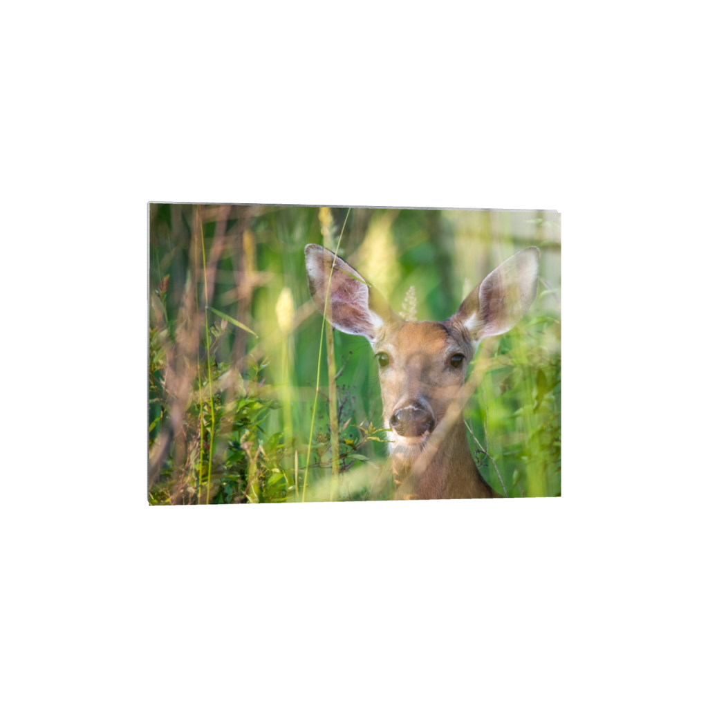 metalprint_rectangle5_7_331_0_4408_3149_0_false_ffffff_0_0.png