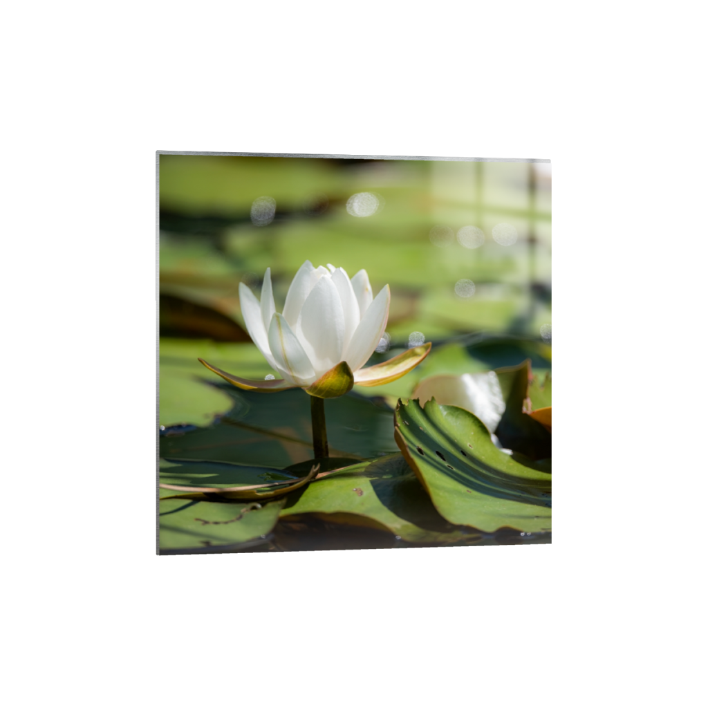 metalprint_square_577_0_5504_5504_0_false_ffffff_0_0.png
