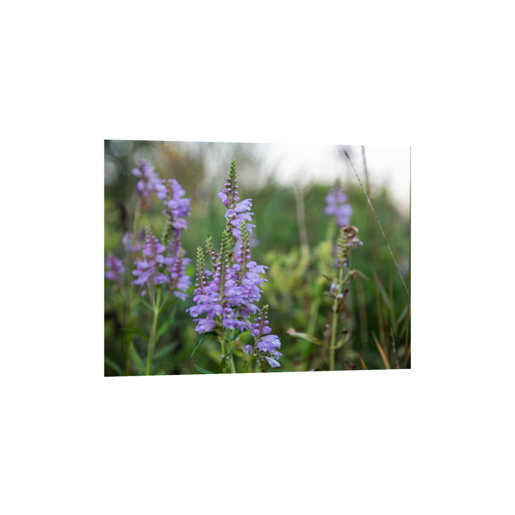 fineartprints_rectangle3_4_0_0_4592_3444_0_false_ffffff_0_0.png
